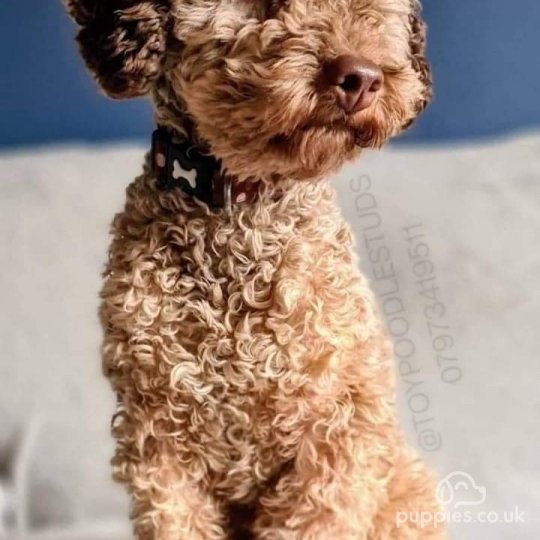 Toy Poodle