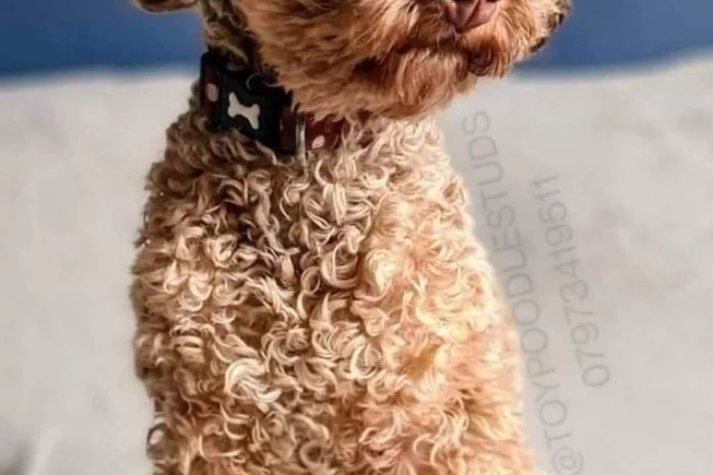 Toy Poodle