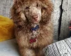Toy Poodle