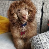 Toy Poodle