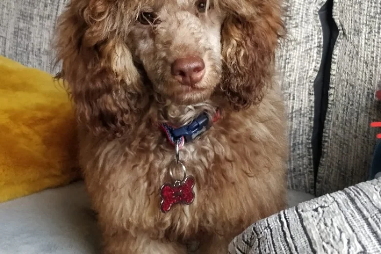 Toy Poodle