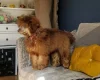Toy Poodle