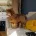 Toy Poodle