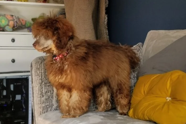Toy Poodle