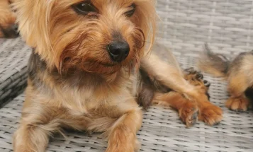 Yorkshire Terrier