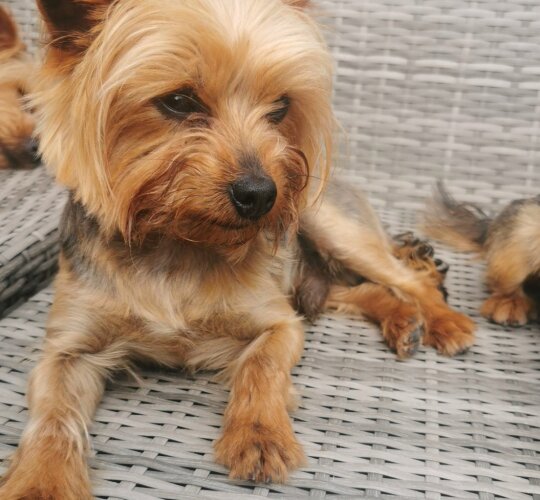 Yorkshire Terrier