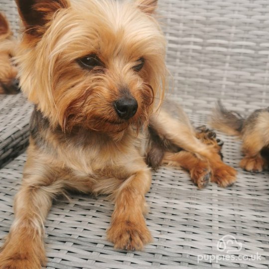 Yorkshire Terrier