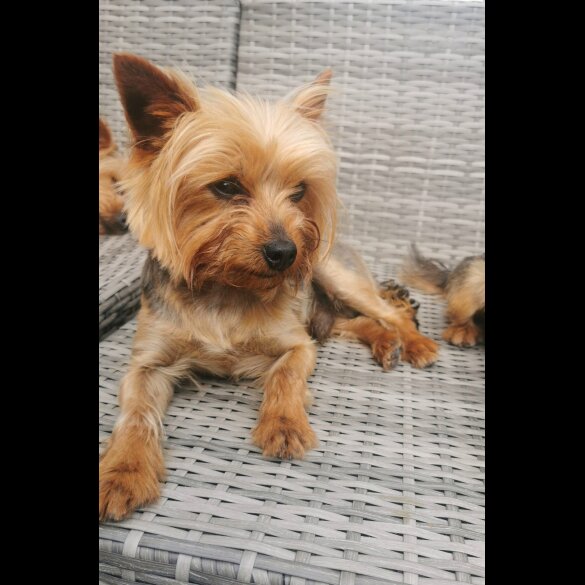 Yorkshire Terrier