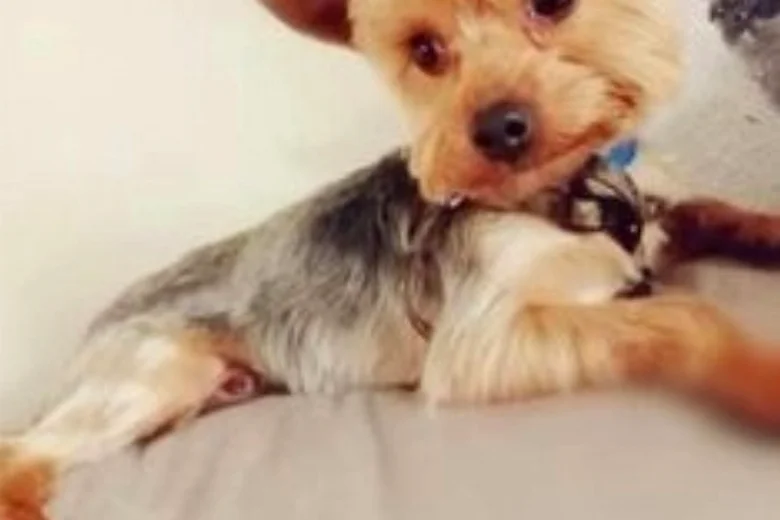 Yorkshire Terrier