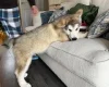 Alaskan Malamute - Both