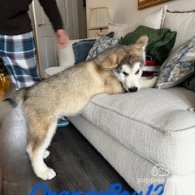 Alaskan Malamute - Both