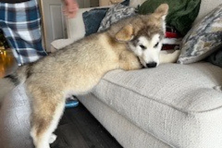 Alaskan Malamute - Both