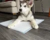 Alaskan Malamute - Both
