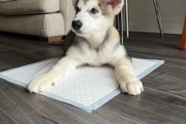 Alaskan Malamute - Both