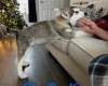 Alaskan Malamute - Both
