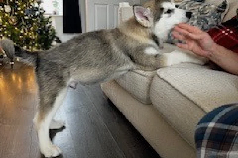 Alaskan Malamute - Both