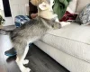 Alaskan Malamute - Both