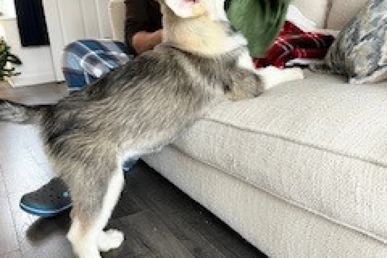 Alaskan Malamute - Both