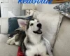 Alaskan Malamute - Both