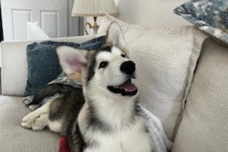 Alaskan Malamute - Both