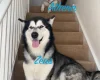 Alaskan Malamute - Both