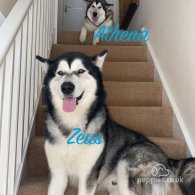 Alaskan Malamute - Both