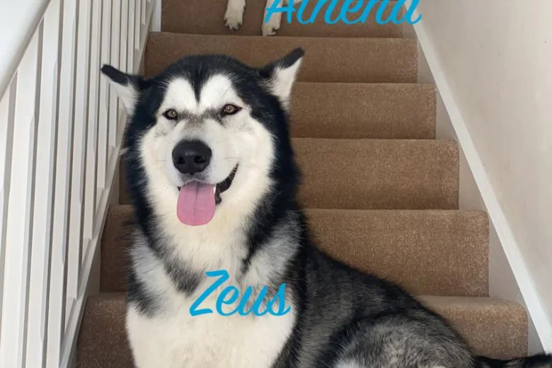 Alaskan Malamute - Both