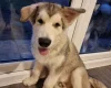 Alaskan Malamute - Both