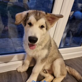 Alaskan Malamute - Both