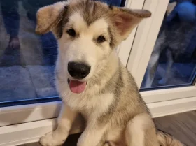 Alaskan Malamute - Both