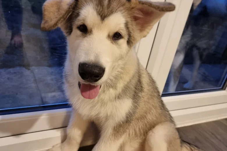 Alaskan Malamute - Both