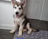 Alaskan Malamute - Both