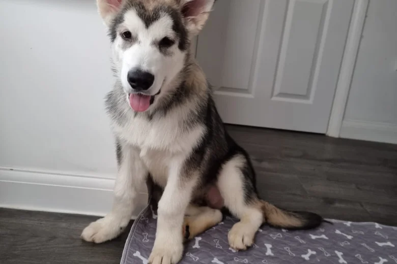 Alaskan Malamute - Both