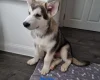 Alaskan Malamute - Both