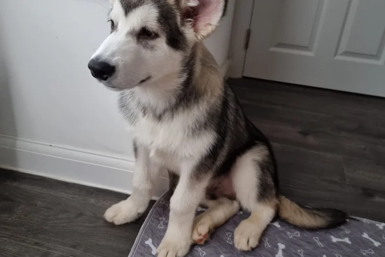 Alaskan Malamute - Both