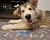 Alaskan Malamute - Both