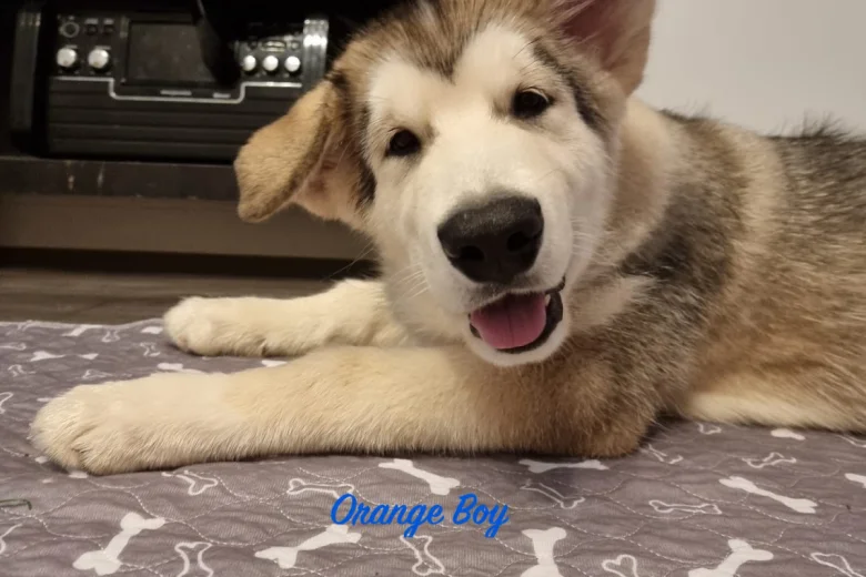 Alaskan Malamute - Both