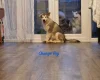 Alaskan Malamute - Both