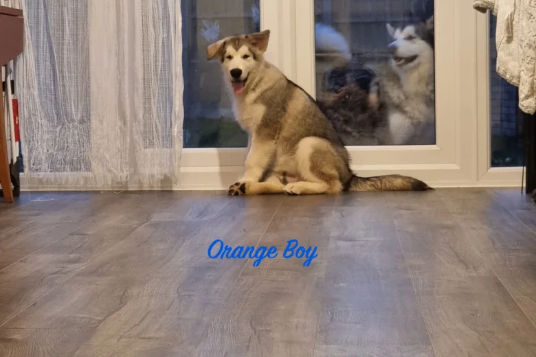 Alaskan Malamute - Both