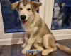 Alaskan Malamute - Both