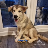 Alaskan Malamute - Both