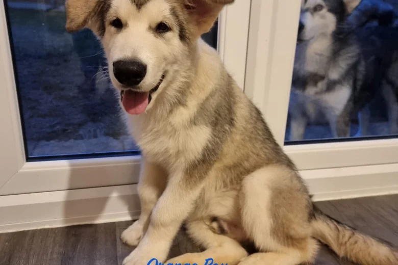 Alaskan Malamute - Both