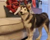Alaskan Malamute - Both