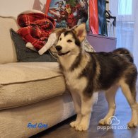 Alaskan Malamute - Both