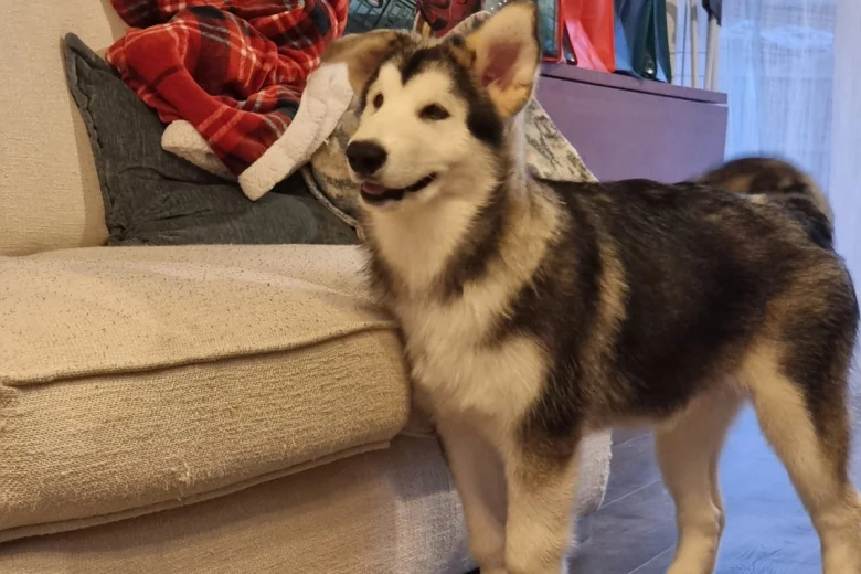 Alaskan Malamute - Both