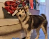Alaskan Malamute - Both