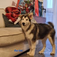 Alaskan Malamute - Both