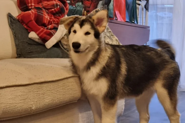 Alaskan Malamute - Both
