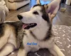 Alaskan Malamute - Both