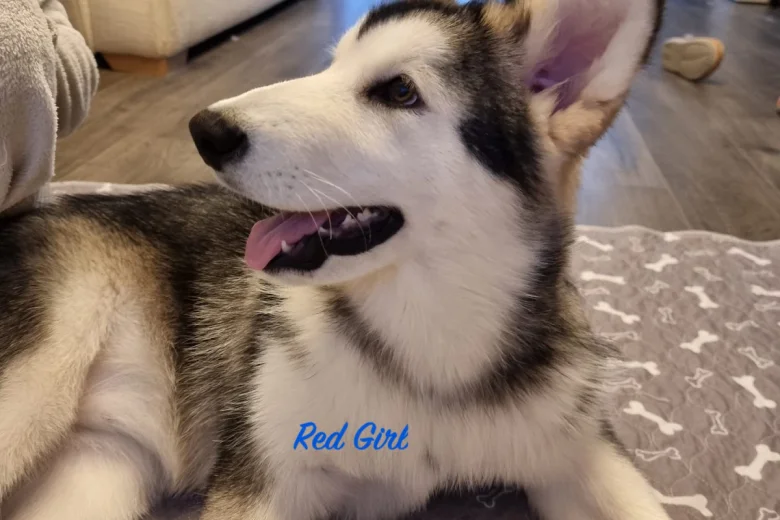 Alaskan Malamute - Both